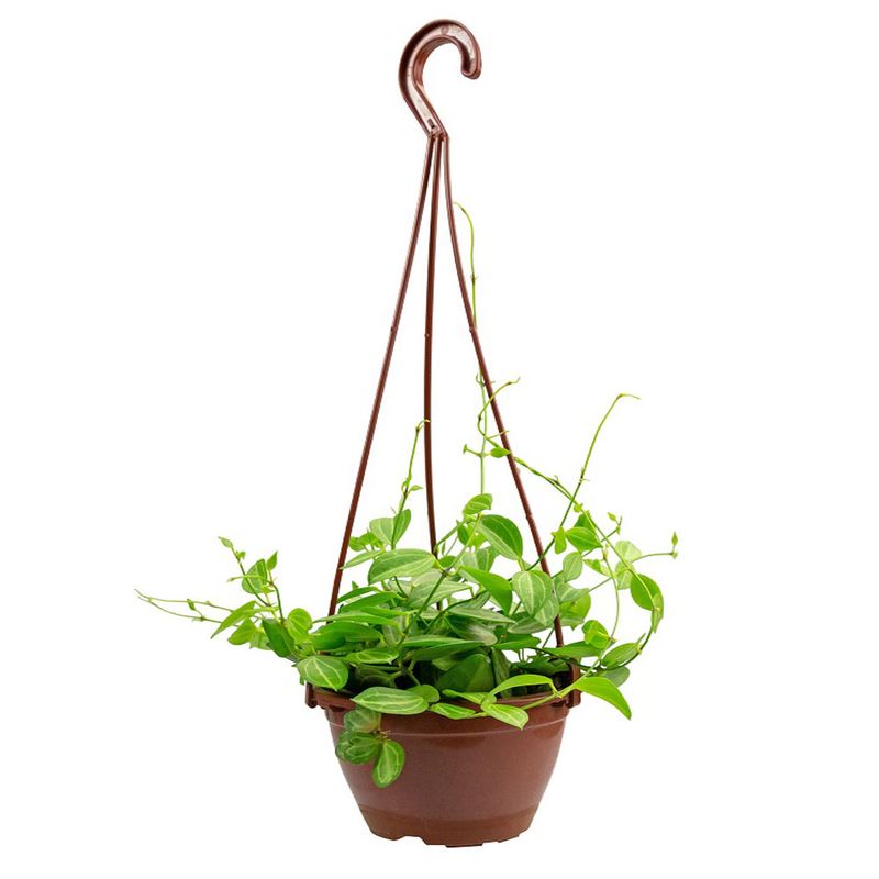 Vaso Dischidia C13 (7890291509664)