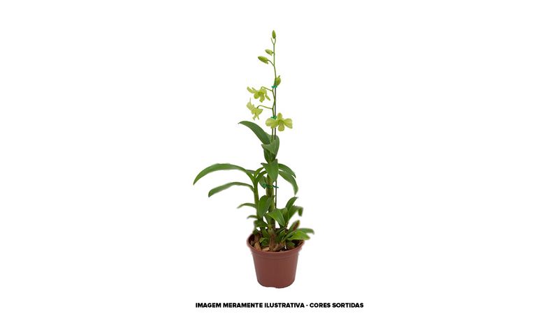 Vaso Orquídea Denphal Mini P12 |Savegnago - Supermercado Savegnago