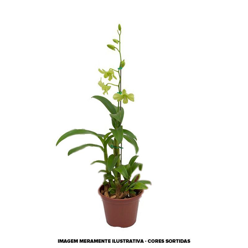 VASO-ORQ-DENPHALAEN-MINI-P12