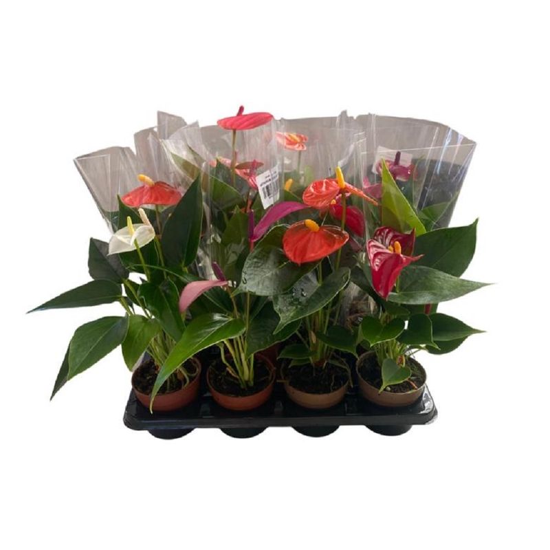 Vaso Anthurium P06 Variado (7890291468367)