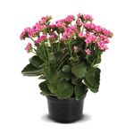 VASO-KALANCHOE-P15