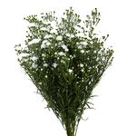MACO-ASTERS