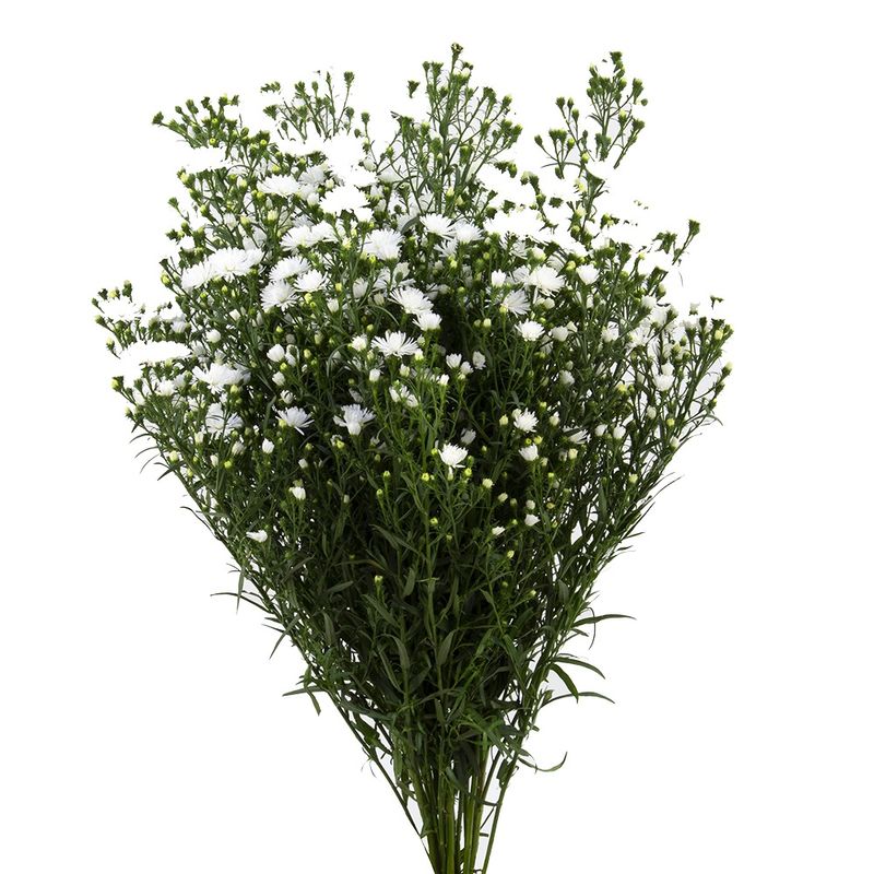 MACO-ASTERS