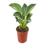 VASO-PHILODENDRON-BIRKIN-P15