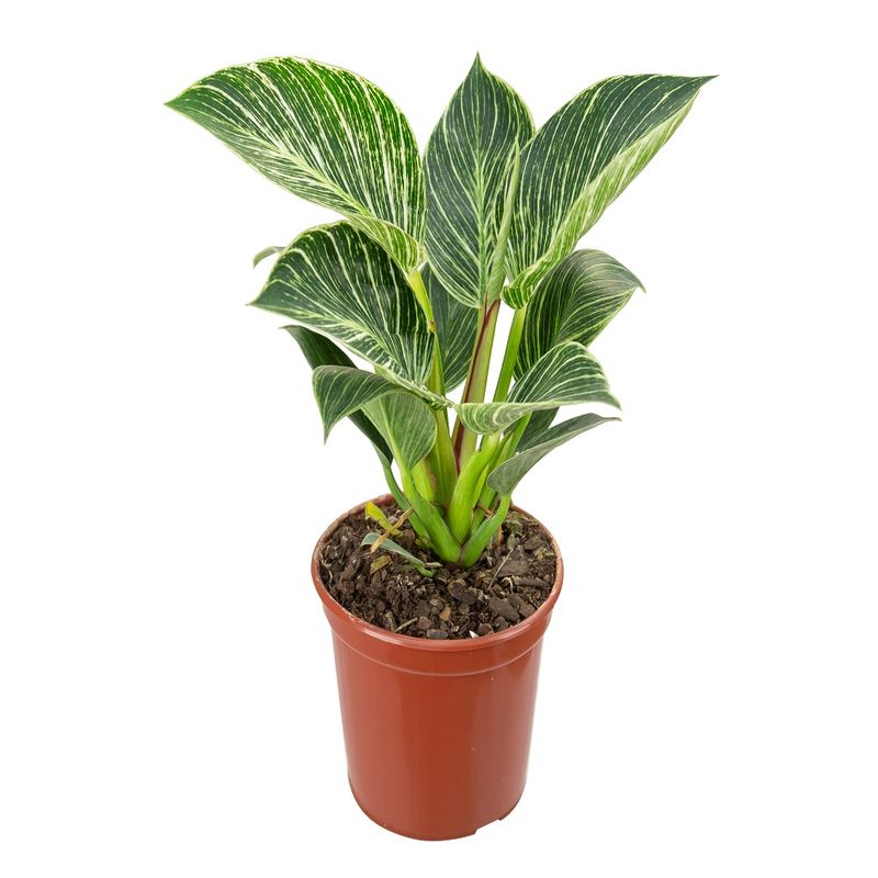 Vaso Philodendron Birkin P15 |Savegnago (7890291496117)