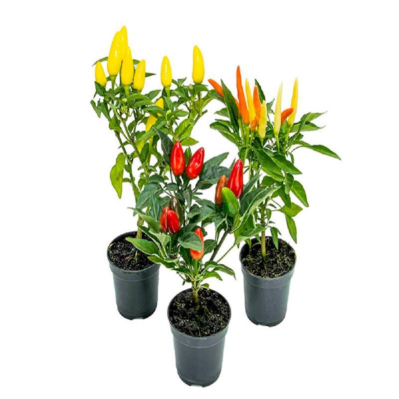 Vaso Pimenta P06 |Savegnago (7890291256308)