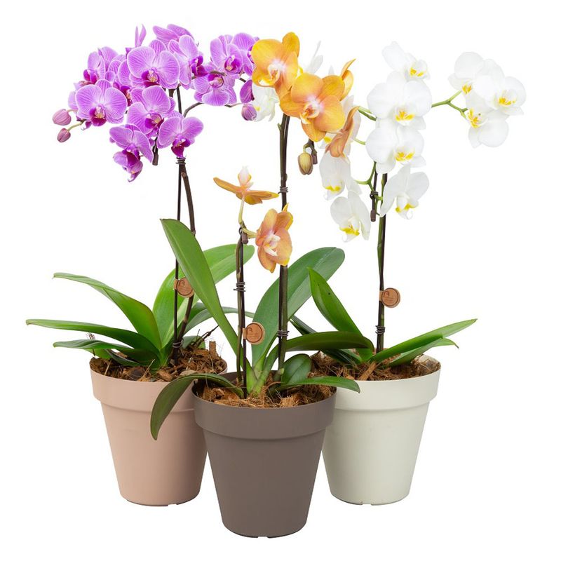 Vaso Orquídea Phaleanopsis P14 Basic Colorido |Savegnago (7890291511674)