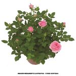 VASO-ROSEIRA-MINI-P15