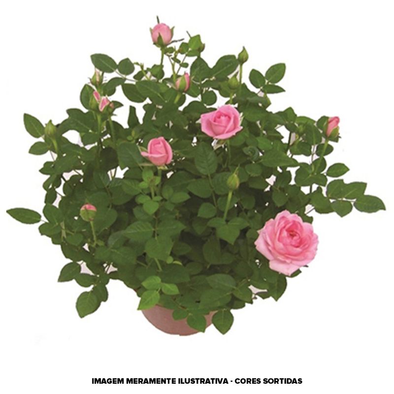VASO-ROSEIRA-MINI-P15