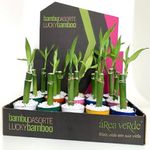 VASO-DRACENA-LUCKY-BAMBOO-P06