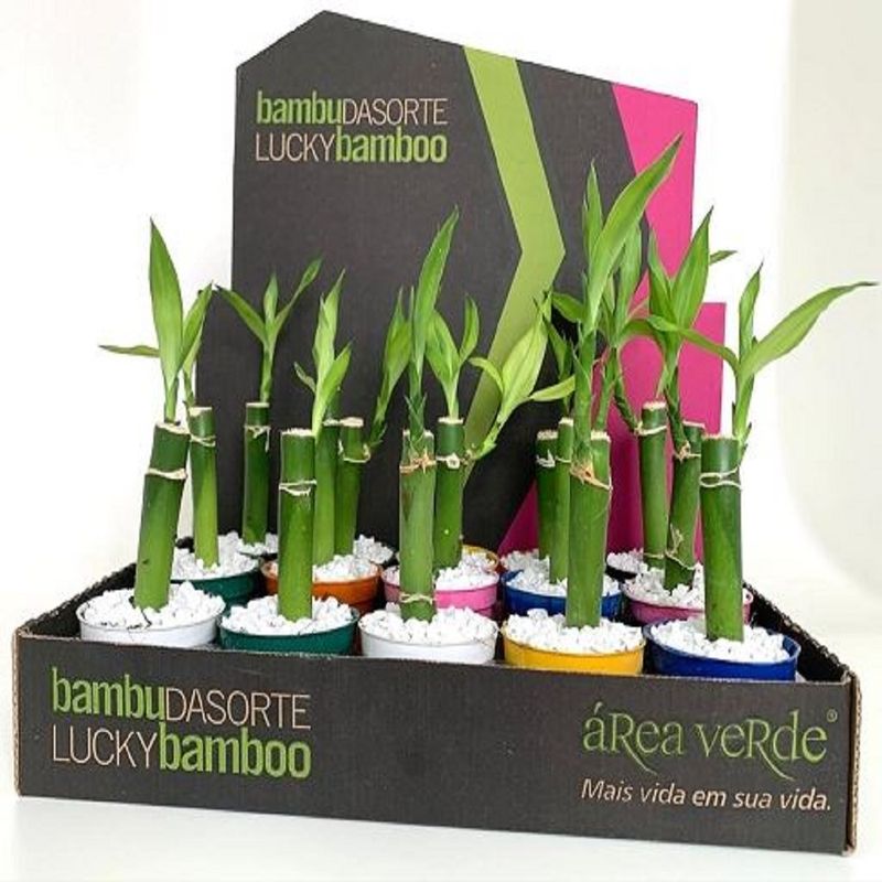Vaso Dracena Lucky Bamboo P06 |Savegnago (7890291451215)