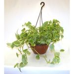 VASO-PEPEROMIA-SCANDEN-C21
