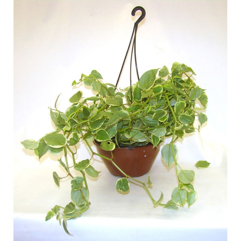 VASO-PEPEROMIA-SCANDEN-C21