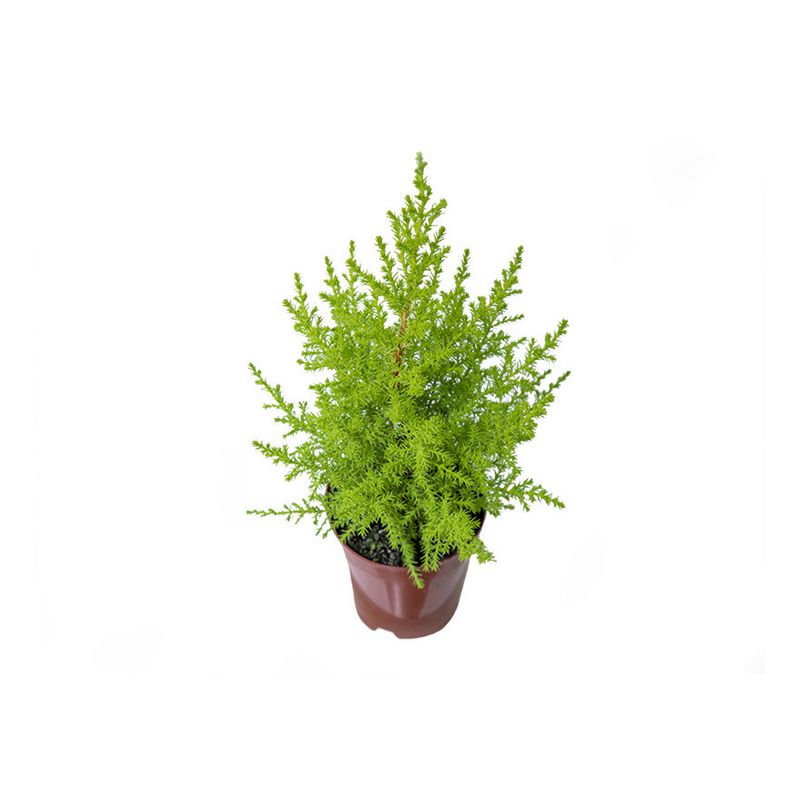 Vaso Tuia Holandesa P09 (7890291467179)