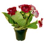 VASO-GLOXINIA-P14