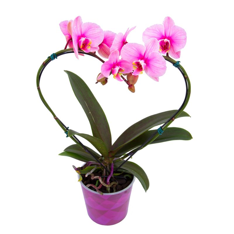 Vaso Phalaenopsis Coracao P12 (7890291414067)