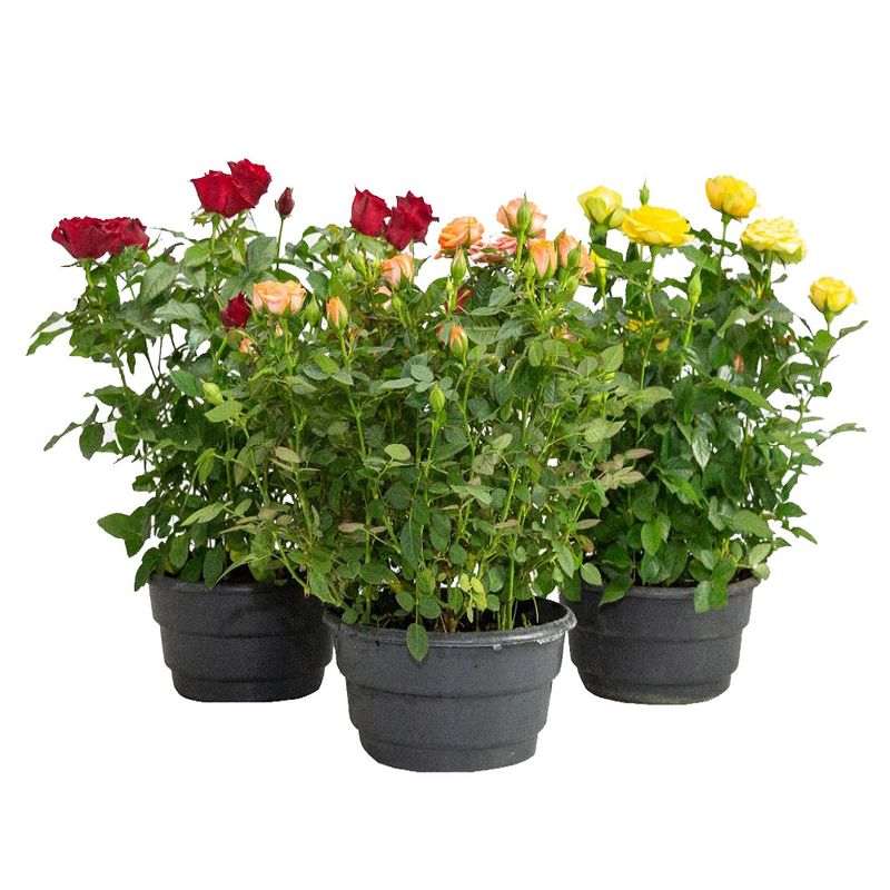 Vaso Roseira Variado C21 (7890291470087)
