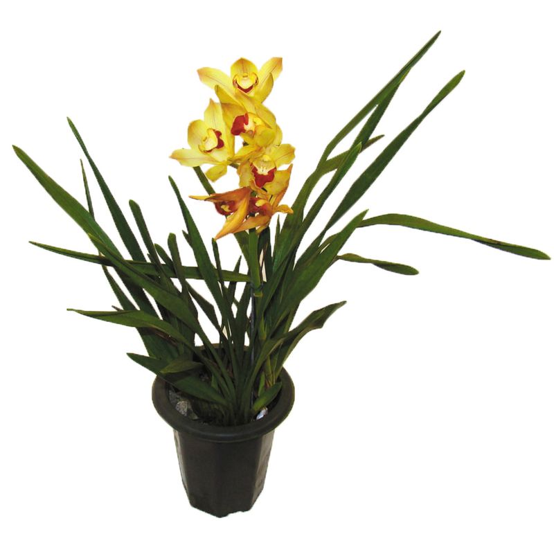 VASO-ORQUIDEA-CYMBIDIUM-P18