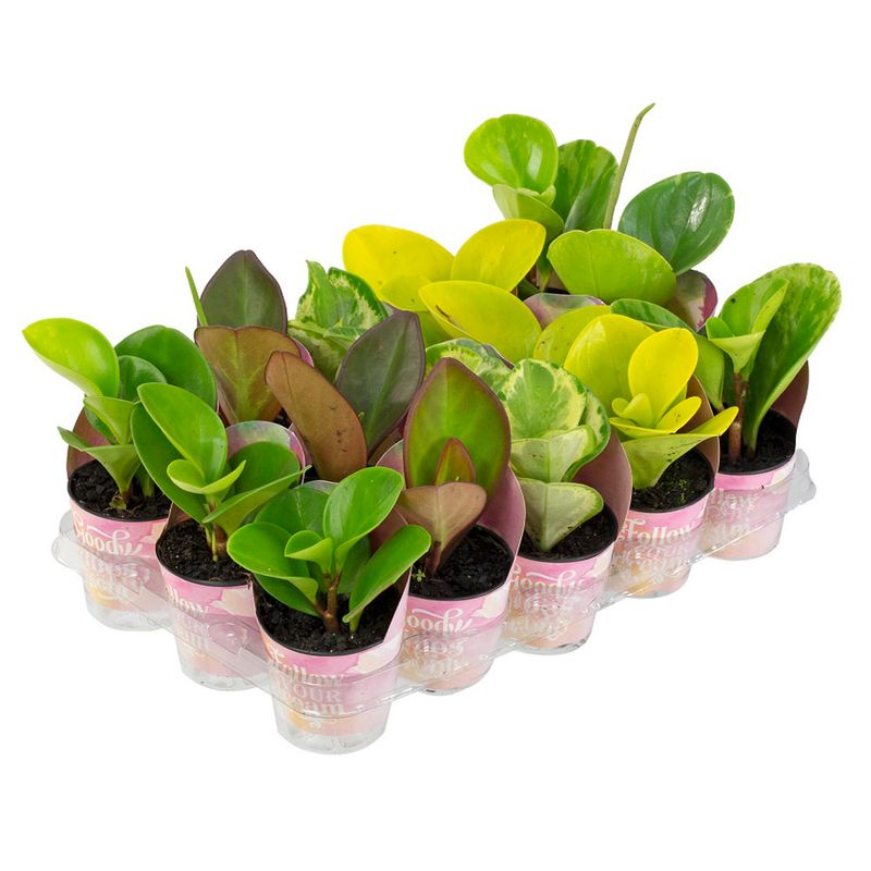 Vaso Peperomia Variado (7890291476386)