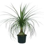 VASO-BEAUCARNEA-P17