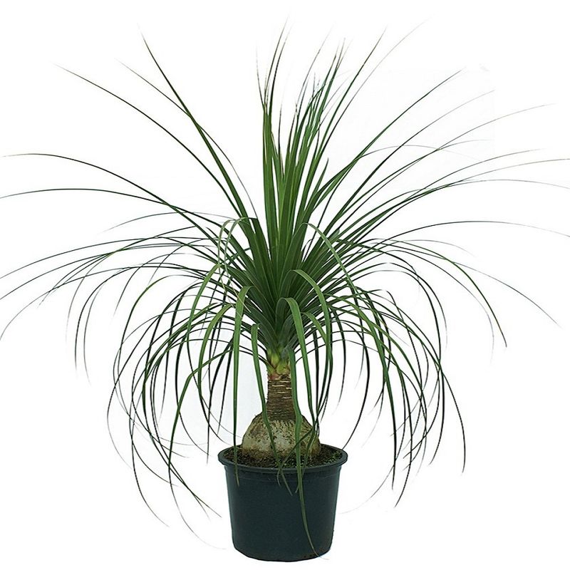 VASO-BEAUCARNEA-P17