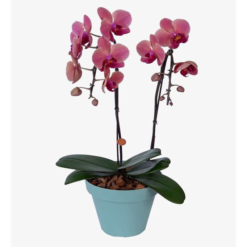 Vaso Orquídea Phalaenopsis P18 Basic Colorido |Savegnago (7890291452540)