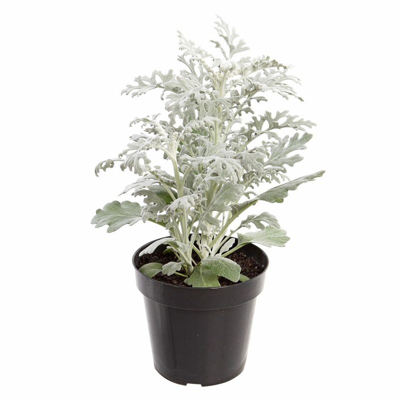 Vaso Cineraria Maritima P14 (7890291455237)