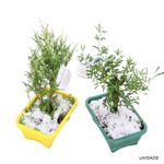VASO-BONSAY-JOVEM-JARDIM