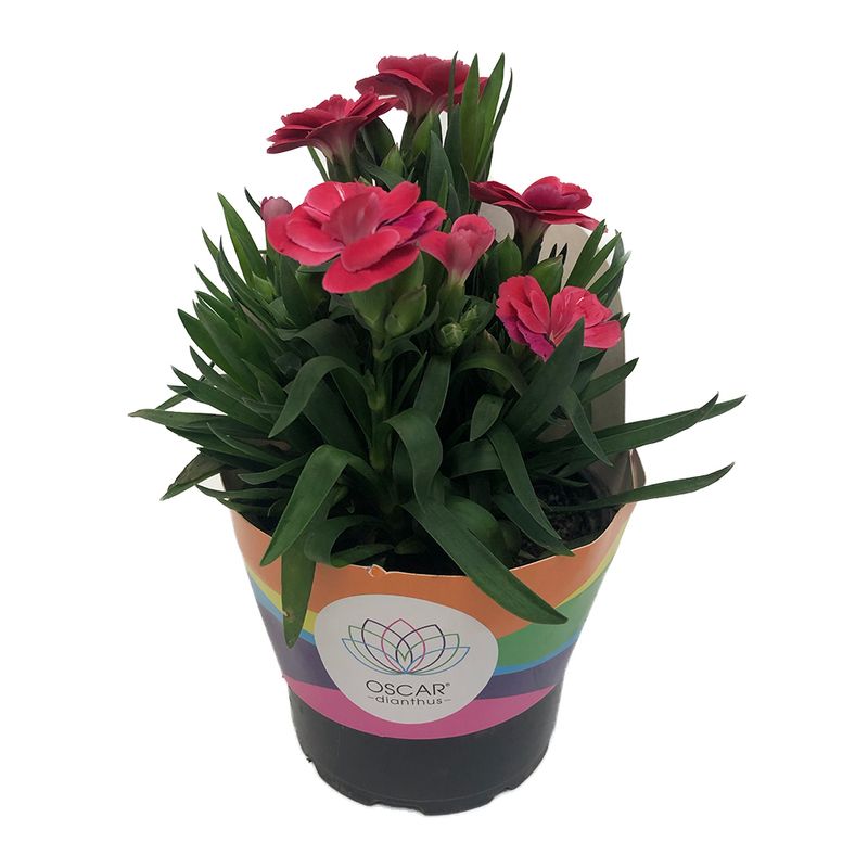 Vaso Dianthus Dobrado P11 |Savegnago (7890291459938)