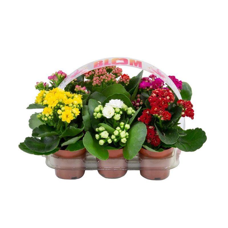 Kit Kalanchoe Dobrado Mini Com 6 P06 (7890291333467)