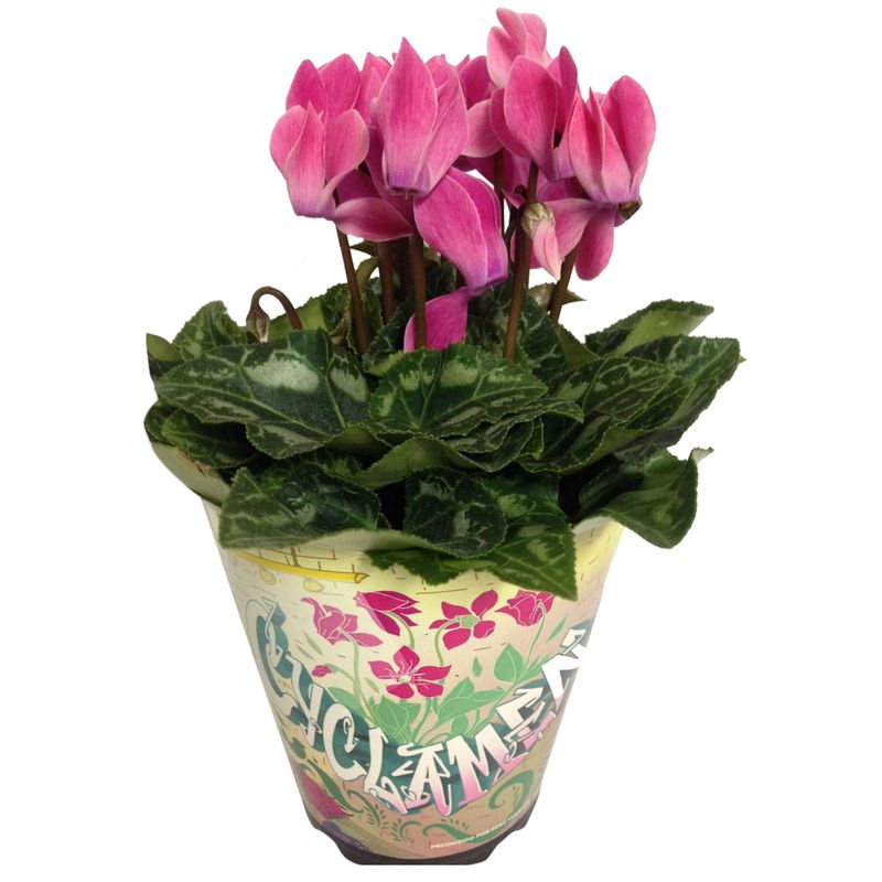 VASO-CYCLAMEN-P11