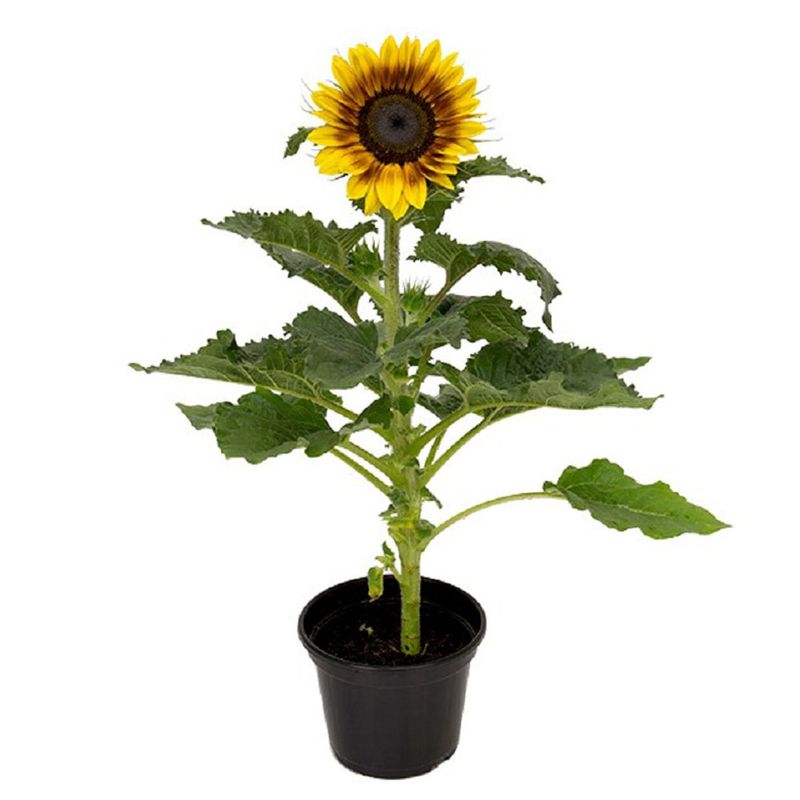 Vaso Girassol Bicolor P15 (7890291350518)
