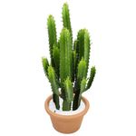 VASO-CACTUS-MANDACARU-C32