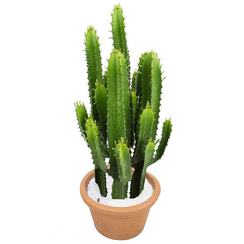 Vaso Cactus Mandacaru C32 |Savegnago (7890291504119)