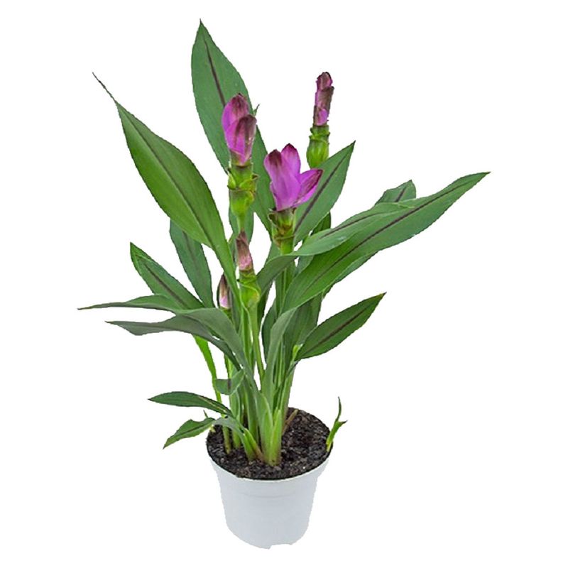 Vaso Curcuma Siam Splash P12 |Savegnago (7890291282512)