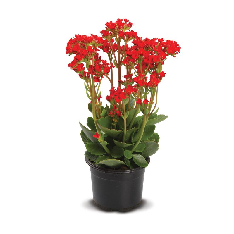 VASO-KALANCHOE-P11
