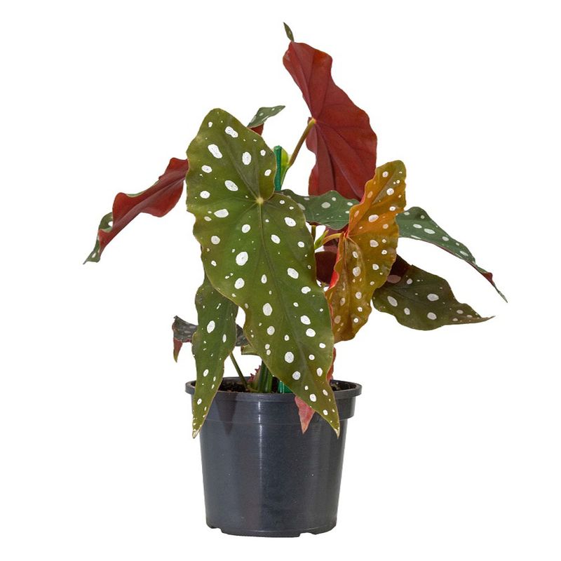 Vaso Begônia Maculata P13 |Savegnago (7890291505772)