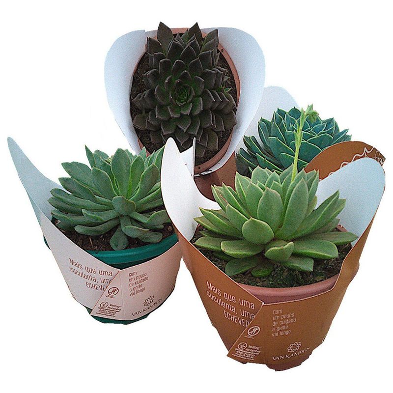 VASO-ECHEVERIA-C21