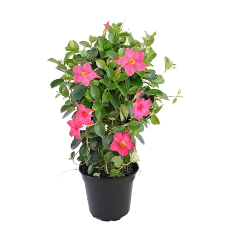 Vaso Dipladenia P15 |Savegnago (7890291236003)