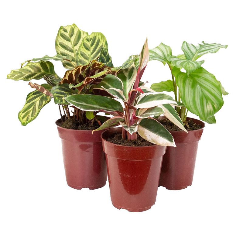 Vaso Planta Ornamental Variado P12 |Savegnago (7890291491280)