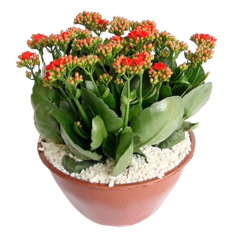 VASO-KALANCHOE-DOBR-C21