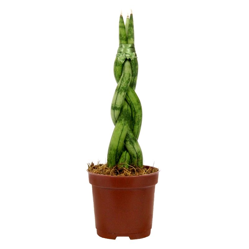 Vaso Sansevieria Espada de São Jorge Braid P06 (7890291394987)