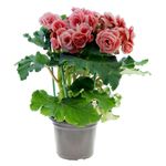 VASO-BEGONIA-P15