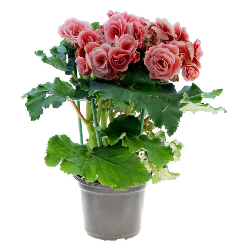 VASO-BEGONIA-P15