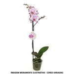 VASO-ORQ.PHALEANOPSIS-MIX-P12