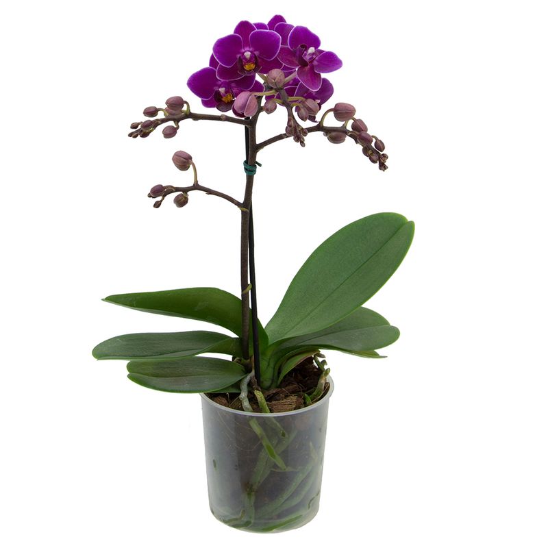 Vaso Orquídea Phalaenopsis Mini P09 |Savegnago (7890291339797)