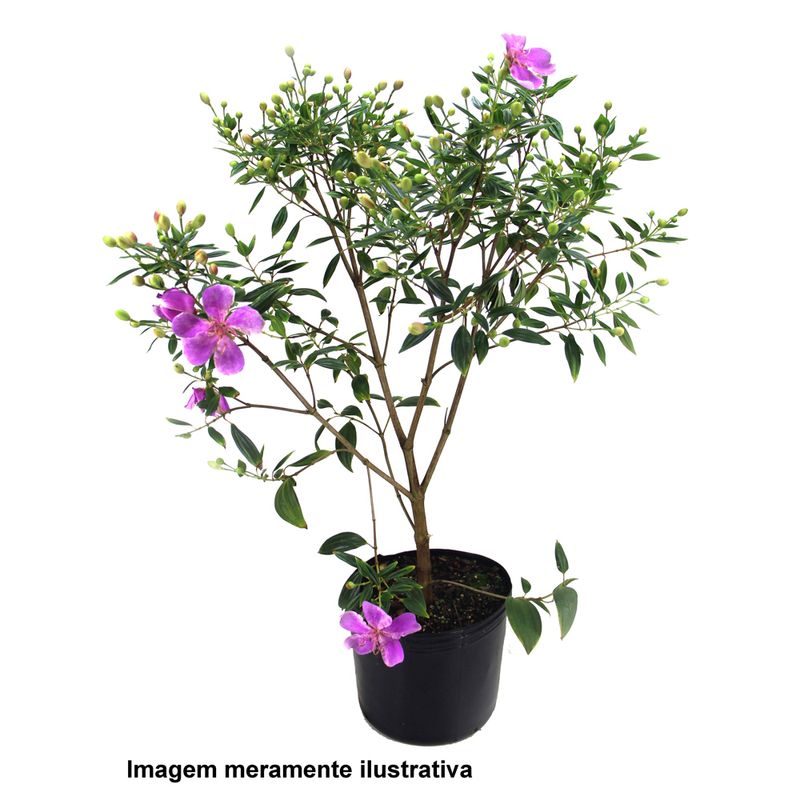 VASO-MANACA-SERRA-P20