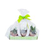 VASO-KIT-SUCULENTAS-P11
