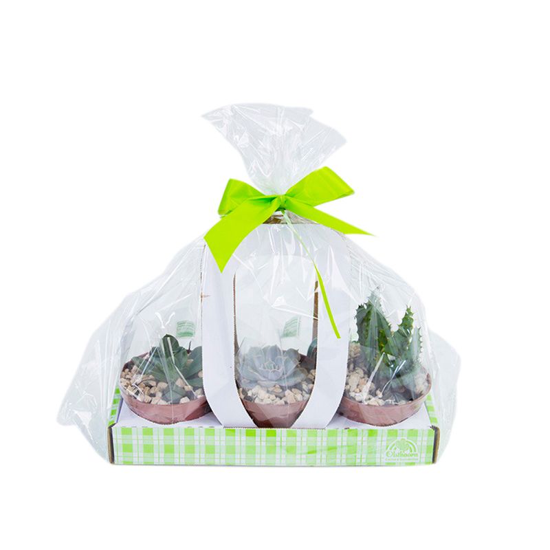 VASO-KIT-SUCULENTAS-P11