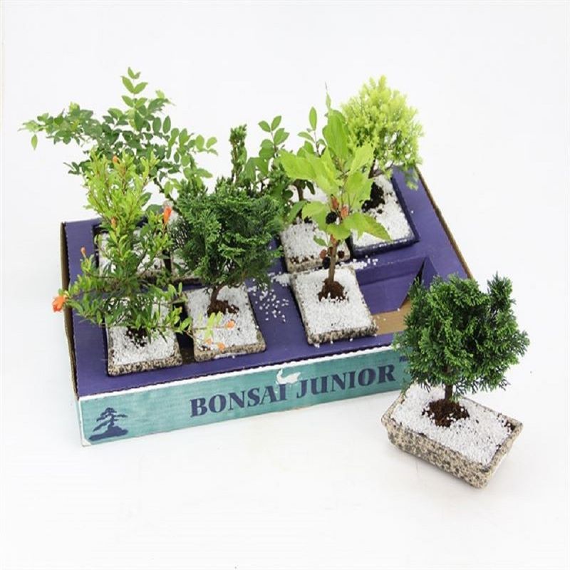 Bonsai Junior Vaso Plastico (7890291181846)